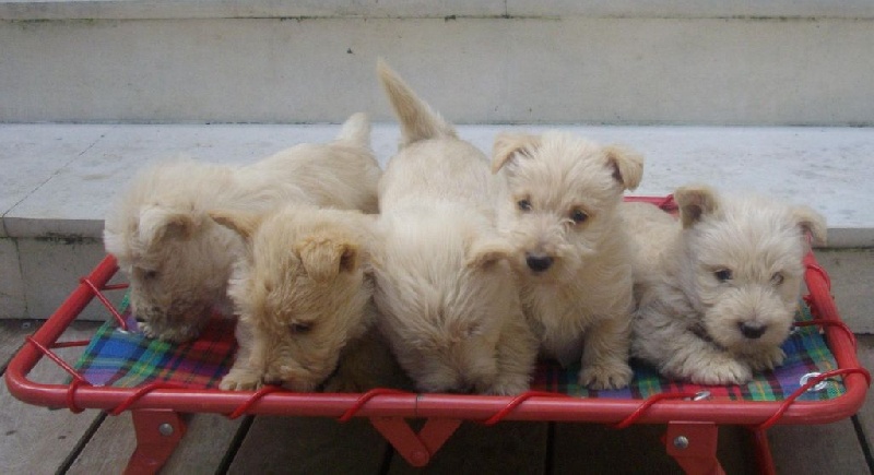 Du beffroi mac dermotte - Scottish Terrier - Portée née le 01/06/2014