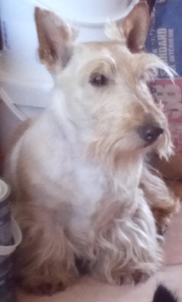 gulabin Golden boy (dit elson)