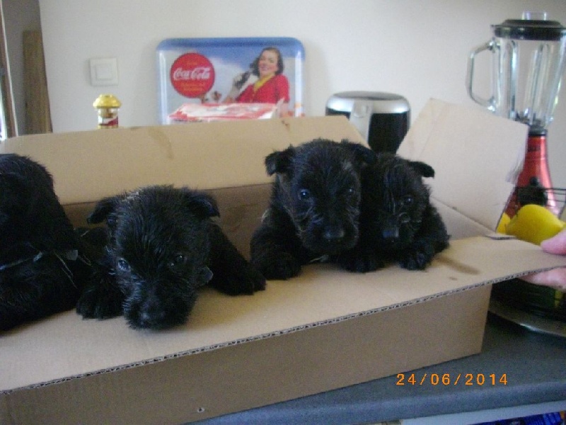 Scottish Terrier's way of life