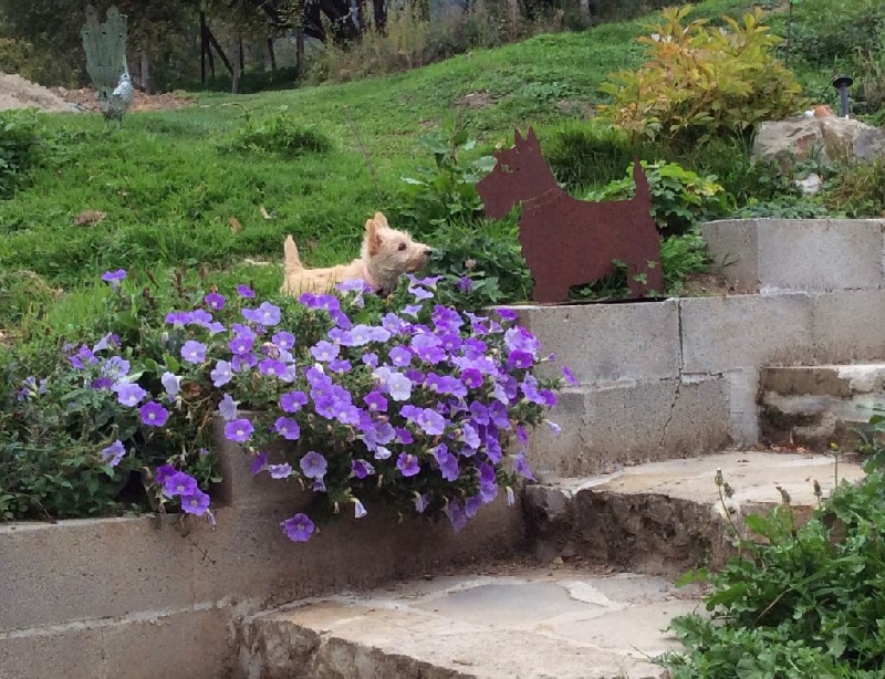 Lily ou la belle vie